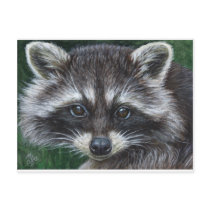 Raccoon #3 post cards