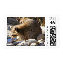 Raccoon 56 ~ stamp