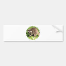 raccoon-7 bumper sticker