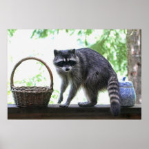 Raccoon and Cookie Jar Poster
