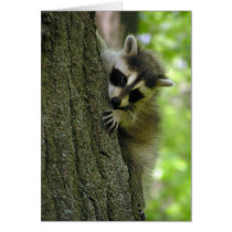 Raccoon Baby cards