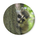 Raccoon Baby Magnet