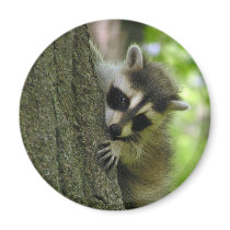 Raccoon Baby Magnet magnets