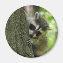 Raccoon Baby Magnet