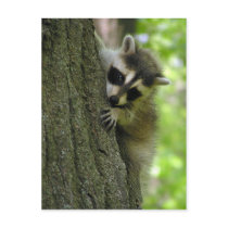 Raccoon Baby Postcard