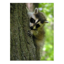 Raccoon Baby Postcard postcards