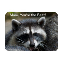 Raccoon Baby Premium Magnet
