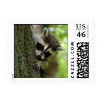 Raccoon Baby Small Stamp stamps