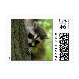 Raccoon Baby Small Stamp stamp