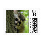 Raccoon Baby Small Stamp