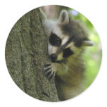 Raccoon Baby Stickers