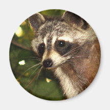 Raccoon "Bandit" Magnet