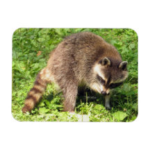 Raccoon Bathing Flexible Magnet