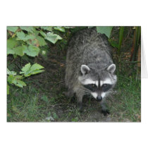 Raccoon - Blank Cards