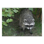 Raccoon - Blank cards