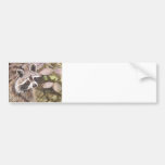 Raccoon Bumper Sticker