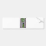 Raccoon Bumper Stickers