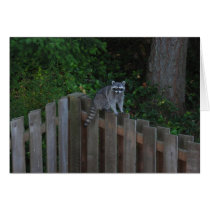 Raccoon cards