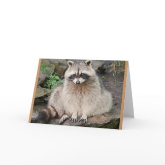 Raccoon card