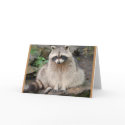 Raccoon cards