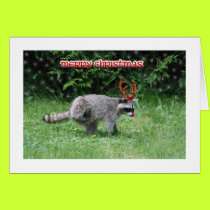 Raccoon Christmas cards