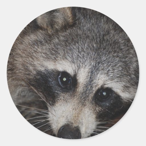 Raccoon Classic Round Sticker Zazzle