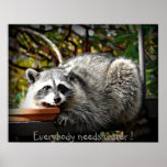 Raccoon drinking the birdbath poster
