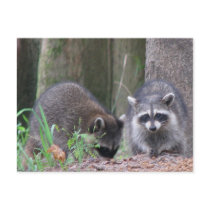 Raccoon Duo Postcard