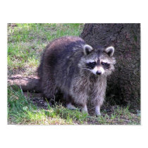 Raccoon - early posters