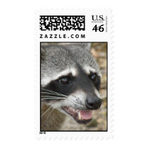 Raccoon Face Postage Stamp