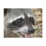 Raccoon Face Postcard