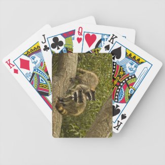 Raccoon Family Card Deck