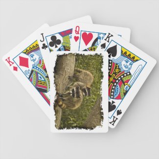 Raccoon Family White Edge Deck Of Cards