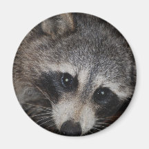 Raccoon Fridge Magnets
