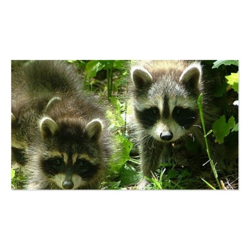 Raccoon Habitat Business Card (back side)