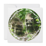 Raccoon Habitat Invitation