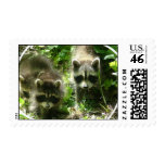 Raccoon Habitat Postage Stamp
