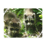 Raccoon Habitat Postcard