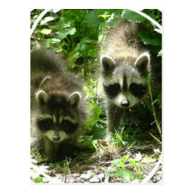 Raccoon Habitat Postcard