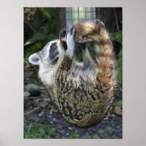 Raccoon Hanging from a Bird Feeder Poster