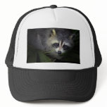 Raccoon Hat