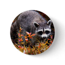 RACCOON IN AUTUMN GRASS buttons