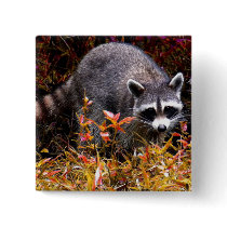RACCOON IN AUTUMN GRASS buttons