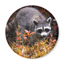 RACCOON IN AUTUMN magnets