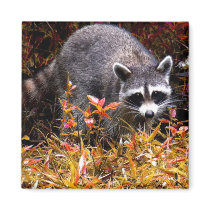 RACCOON IN AUTUMN magnets