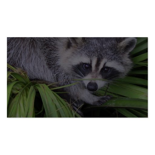 Raccoon In The Plants Business Card (back side)