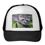 Raccoon In The Plants Hat