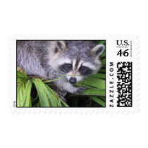 Raccoon In The Plants Stamp