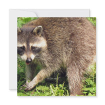 Raccoon Invitation