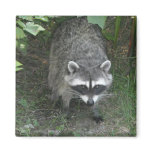 Raccoon Refrigerator Magnets